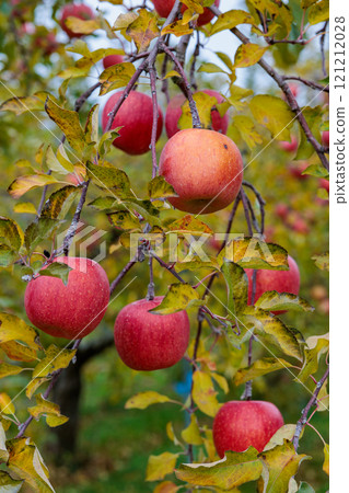 長野縣果園蘋果（Sanfuji） 121212028