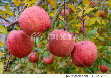 長野縣果園蘋果（Sanfuji） 121212035