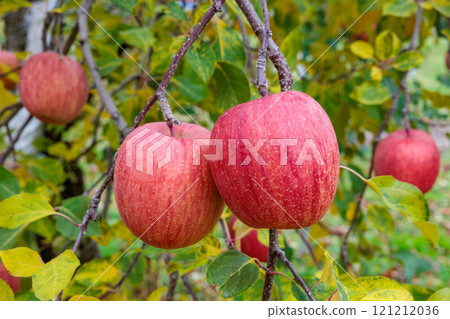 長野縣果園蘋果（Sanfuji） 121212036