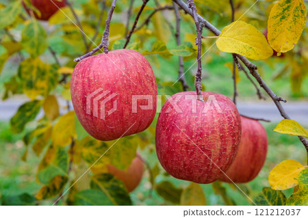 長野縣果園蘋果（Sanfuji） 121212037
