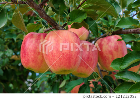 Delicious varieties of apples from the orchard - Shinano Dolce 121212052