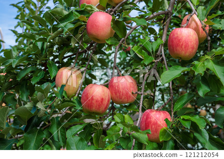 Delicious varieties of apples from the orchard - Shinano Dolce 121212054