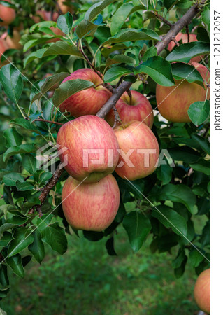 Delicious varieties of apples from the orchard - Shinano Dolce 121212057