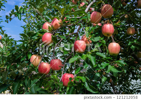 Delicious varieties of apples from the orchard - Shinano Dolce 121212058
