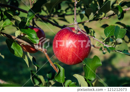 來自果園的美味蘋果品種 - Shinano Sweet 121212073