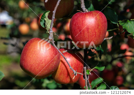 來自果園的美味蘋果品種 - Shinano Sweet 來自果園的美味蘋果品種 - Shinano Sweet 121212074