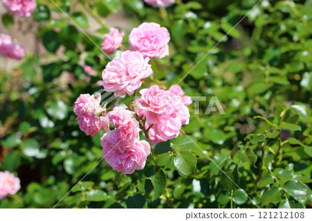 Rose flower home and garden Rose flower home and garden 121212108