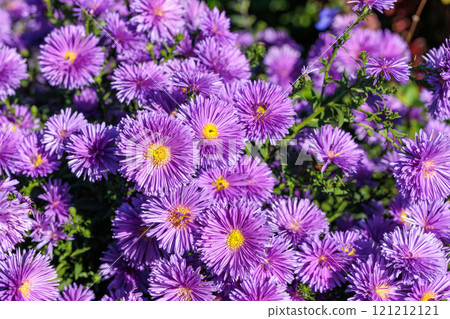 Beautiful pink double-flowered aster flowers in full bloom in an autumn garden Beautiful pink double-flowered aster flowers in full bloom in an autumn garden 121212121