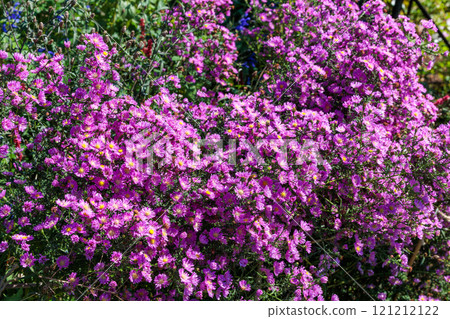 Beautiful pink double-flowered aster flowers in full bloom in an autumn garden 121212122