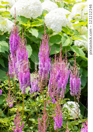 A vibrant astilbe blooming in the garden 121212146