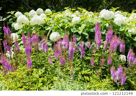 A vibrant astilbe blooming in the garden A vibrant astilbe blooming in the garden 121212149