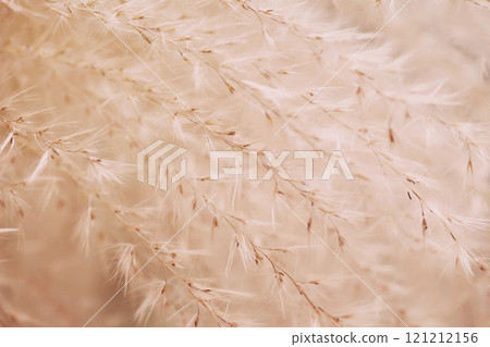 Closeup of soft, beige dried grass with feathery strands. Natural background 121212156