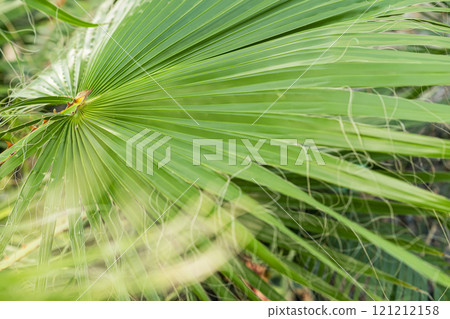 Green palm leaf closeup with sharp lines and natural textures. Tropical nature Green palm leaf closeup with sharp lines and natural textures. Tropical nature 121212158