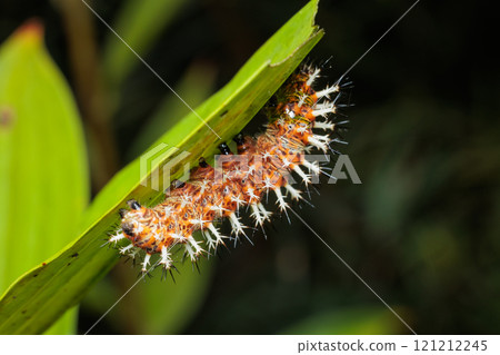 The larva of the Blue Nymph butterfly with many spines The larva of the Blue Nymph butterfly with many spines 121212245