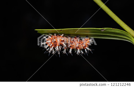 The larva of the Blue Nymph butterfly with many spines The larva of the Blue Nymph butterfly with many spines 121212246