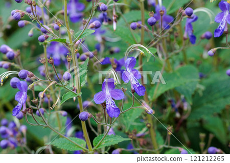 Kariganesou 美麗的花朵在夏季花園中綻放 Kariganesou 美麗的花朵在夏季花園中綻放 121212265