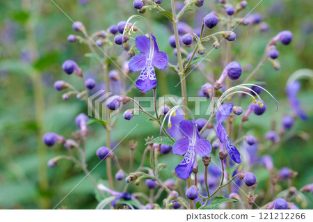 Kariganesou 美麗的花朵在夏季花園中綻放 Kariganesou 美麗的花朵在夏季花園中綻放 121212266