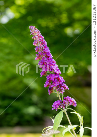 Beautiful budrea flowers in the garden Beautiful budrea flowers in the garden 121212367