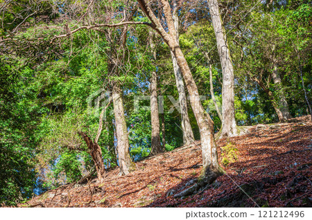 春日山原始森林 奈良市 121212496