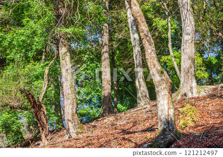 春日山原始森林 奈良市 121212497