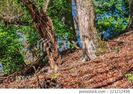 春日山原始森林 奈良市 121212498