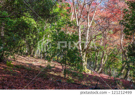 春日山原始森林 奈良市 春日山原始森林 奈良市 121212499