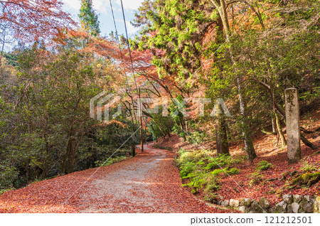 Kasugayama Primeval Forest: A walking trail covered with fallen leaves, Nara City Kasugayama Primeval Forest: A walking trail covered with fallen leaves, Nara City 121212501