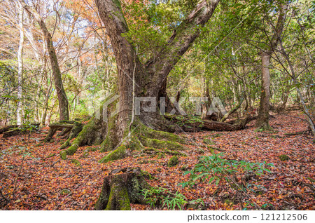 Large trees in Kasugayama primeval forest, Nara City Large trees in Kasugayama primeval forest, Nara City 121212506