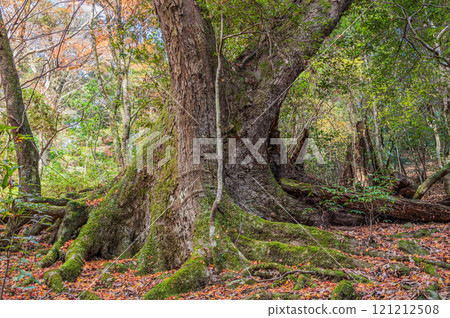 Large trees in Kasugayama primeval forest, Nara City Large trees in Kasugayama primeval forest, Nara City 121212508