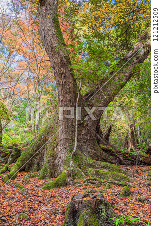 Large trees in Kasugayama primeval forest, Nara City Large trees in Kasugayama primeval forest, Nara City 121212509