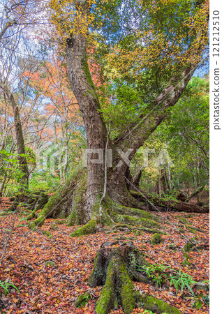 Large trees in Kasugayama primeval forest, Nara City Large trees in Kasugayama primeval forest, Nara City 121212510