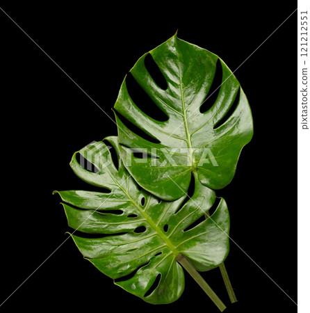 Set of Tropical Green leafs monstera plant over black background isolated. Rainforest Tropical green big leaves for decoration assortment with other plants for freshness 121212551