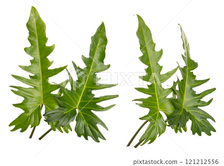 Group set of Tropical Green leafs Philodendron plant over white background isolated. Rainforest Tropical green big leaves for decoration assortment with other plants 121212556