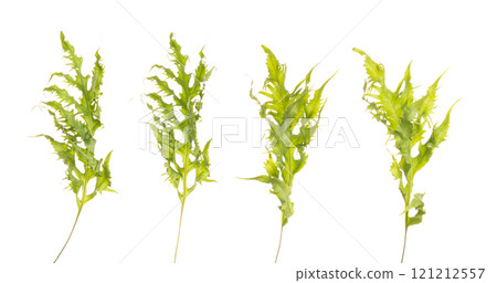 Group set of Tropical Green leafs Brussels plant over white background isolated. Rainforest Tropical green big leaves for decoration assortment with other plants 121212557