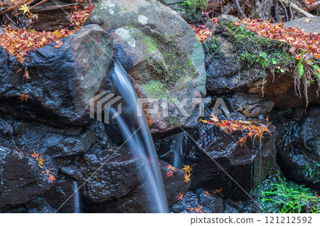 Fallen leaves scattered in the Kasugayama primeval forest stream, Nara City 121212592