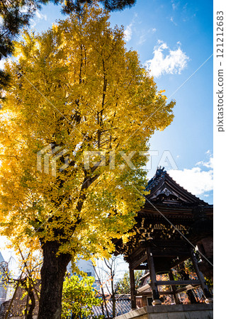 Yellow ginkgo tree at Zuisenji Temple, Kanazawa, Ishikawa Prefecture 121212683