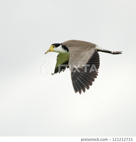 Masked Lapwing in flight 121212715