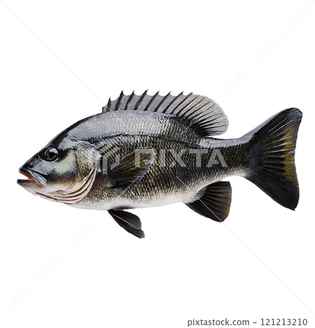 Fish image illustration Fish image illustration 121213210