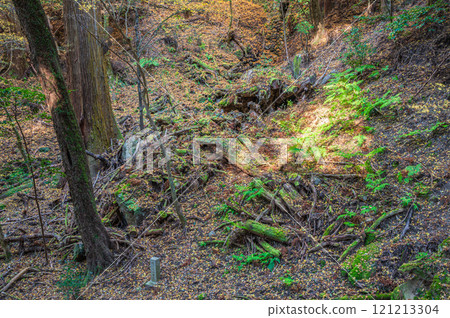 Kasugayama Primeval Forest, Nara City Kasugayama Primeval Forest, Nara City 121213304