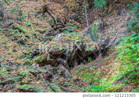 Kasugayama Primeval Forest, Nara City Kasugayama Primeval Forest, Nara City 121213305