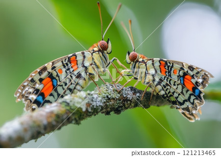 Two colorful butterflies meeting on a mossy branch 121213465
