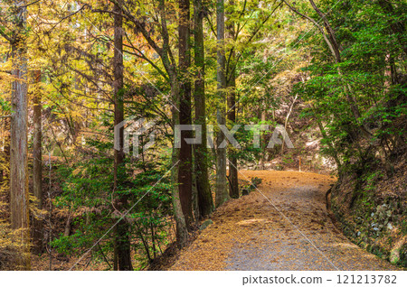 Fallen leaves on the walking trail in Kasugayama primeval forest, Nara City Fallen leaves on the walking trail in Kasugayama primeval forest, Nara City 121213782