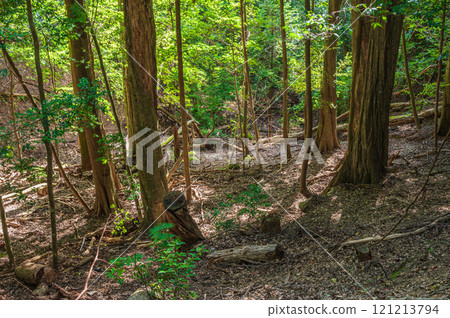 Kasugayama Primeval Forest, Nara City 121213794