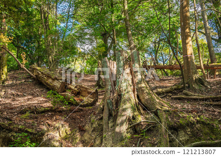 Kasugayama Primeval Forest, Large Tree Stump, Nara City 121213807