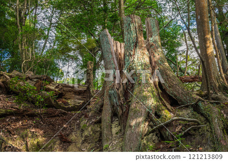 Kasugayama Primeval Forest, Large Tree Stump, Nara City 121213809