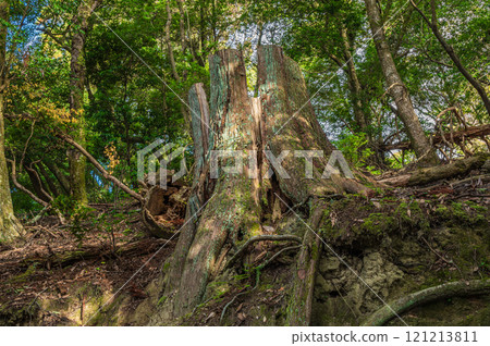 Kasugayama Primeval Forest, Large Tree Stump, Nara City Kasugayama Primeval Forest, Large Tree Stump, Nara City 121213811