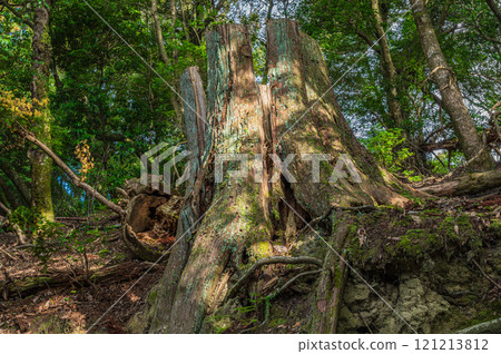Kasugayama Primeval Forest, Large Tree Stump, Nara City Kasugayama Primeval Forest, Large Tree Stump, Nara City 121213812