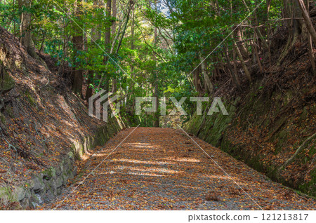 Fallen leaves on the walking trail in Kasugayama primeval forest, Nara City 121213817