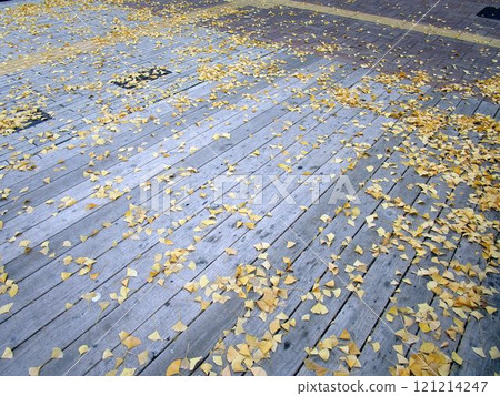 Ginkgo leaves scattered on the sidewalk Ginkgo leaves scattered on the sidewalk 121214247