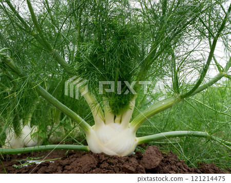 茴香的栽培 121214475